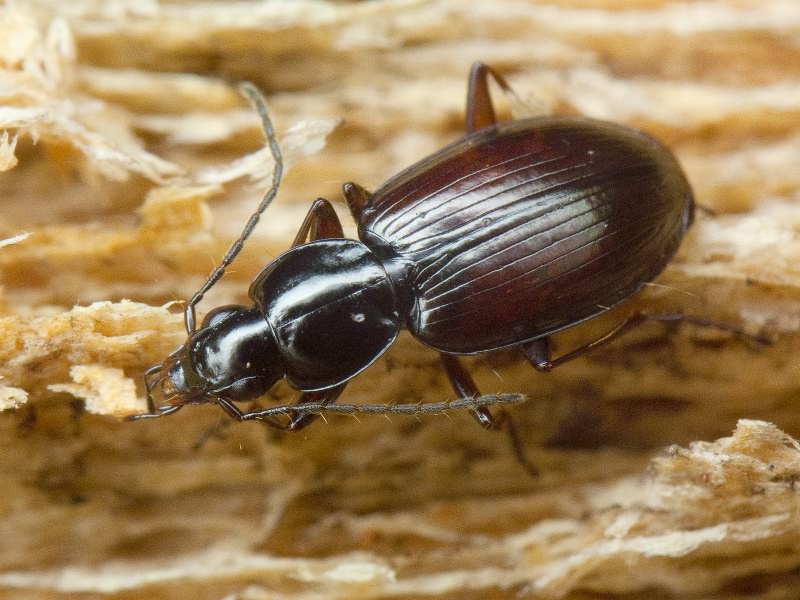 Agonum micans (Nicolai, 1822)